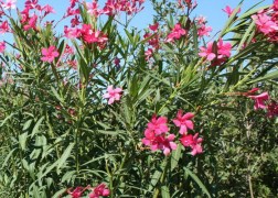 Nerium oleander Corallo / Leander rózsaszín